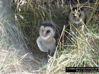 Bird Watching: Grass Owl