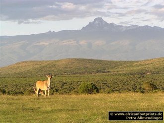 Mt. Kenya: von Sandai aus gesehen