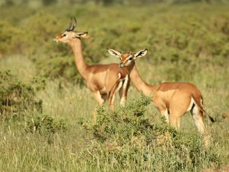 Giraffengazelle in Samburu