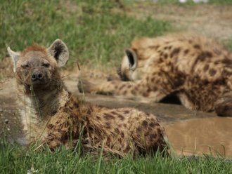 Nakuru Safari: Hyänen