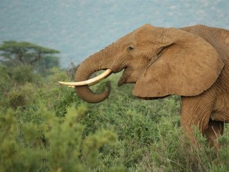Elephant in Samburu