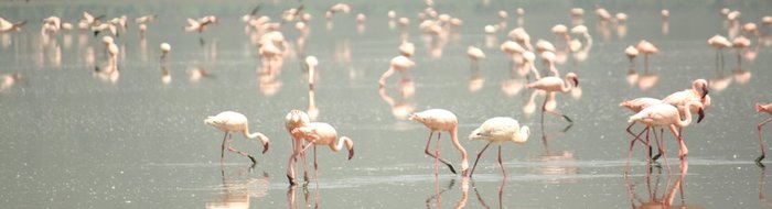 Lake Nakuru: Flamingos