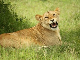 Safari Solio: Löwin
