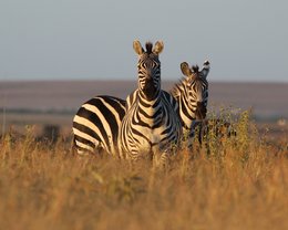 Zebras bei einer Safari auf Solio
