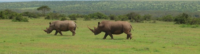 Safari Solio Ranch: White Rhino