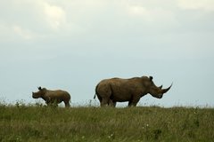 Rhinos seen on Safari on the Solio Ranch