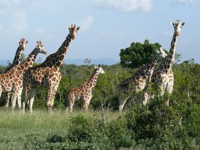 Aberdare-Country-Club: Giraffes