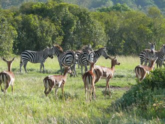 Aberdare-Country-Club: Zebras und Antilopen