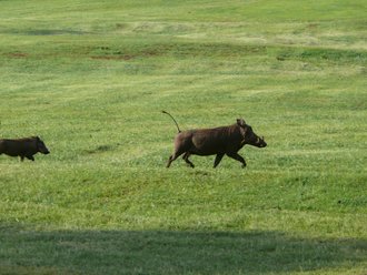 Aberdare-Country-Club: Warzenschwein mit Jungem
