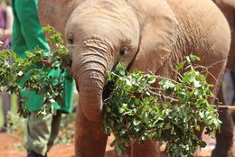 Baby Elephant at Daphne Sheldrick's Elephant Orphanage