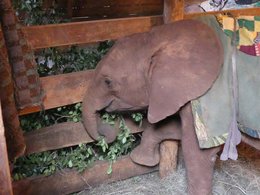 Junger Elefant im Daphne Sheldrick Waisenhaus, Nairobi