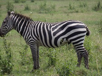 Safari Solio: Zebra