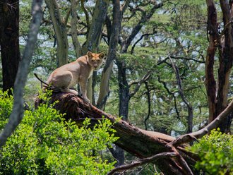 Safari Solio Ranch: Male Lion