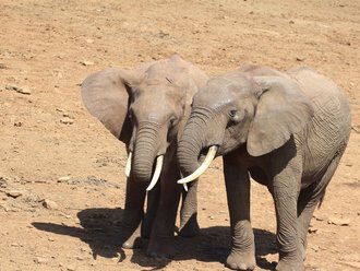 Aberdares Safari: Forrest Elephants