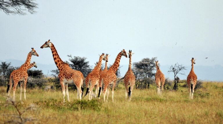 Giraffen