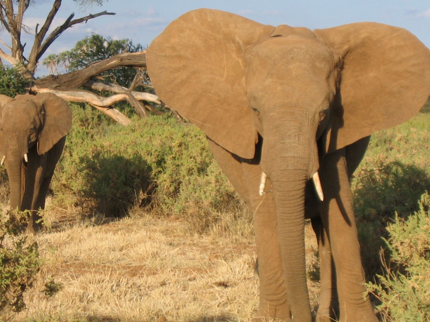 Elefant auf Ol Pejeta